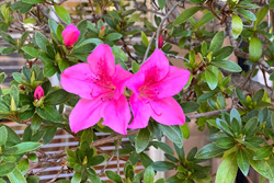 Pink flowers