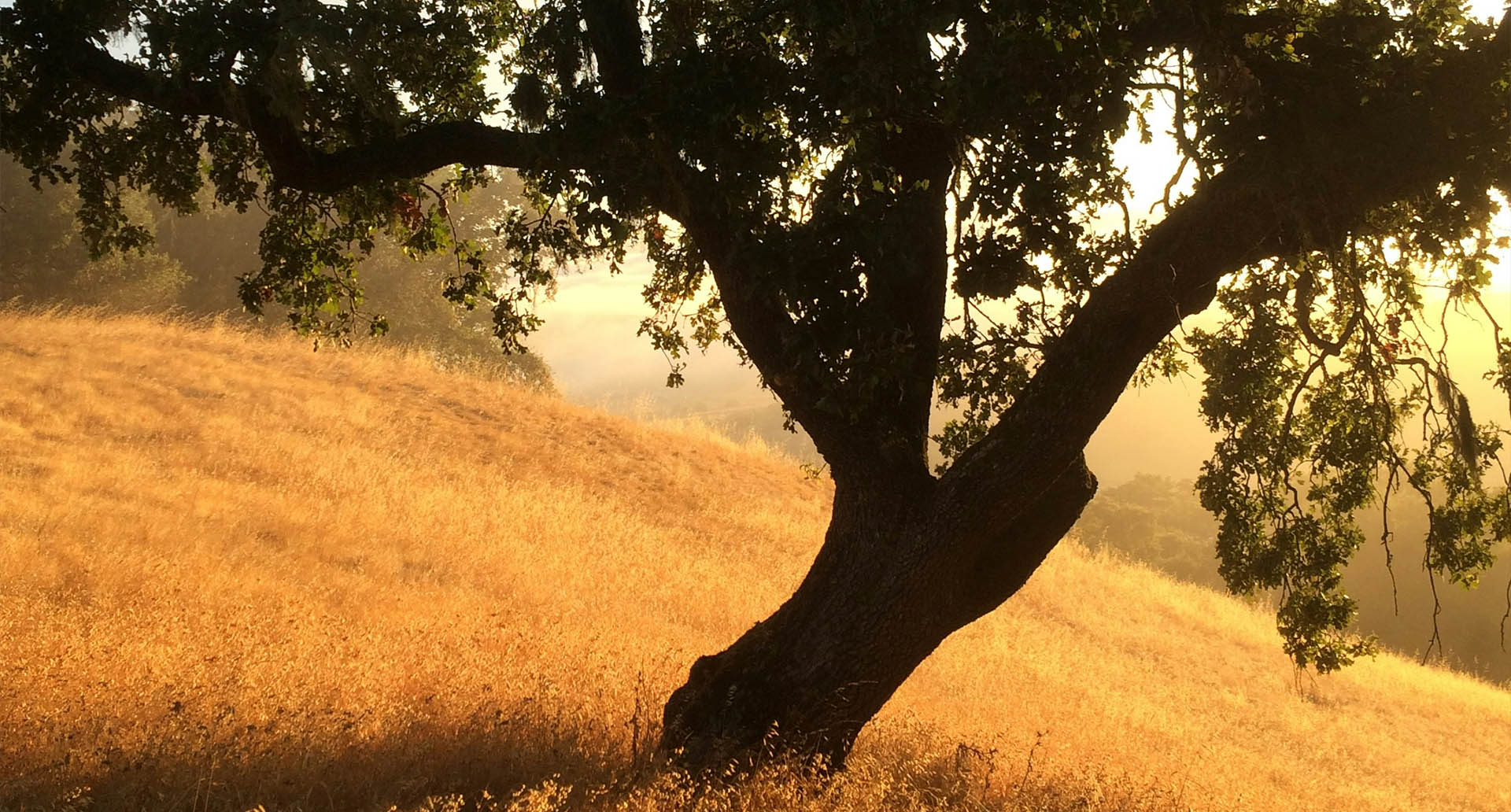Scenic beauty of Marin County, CA