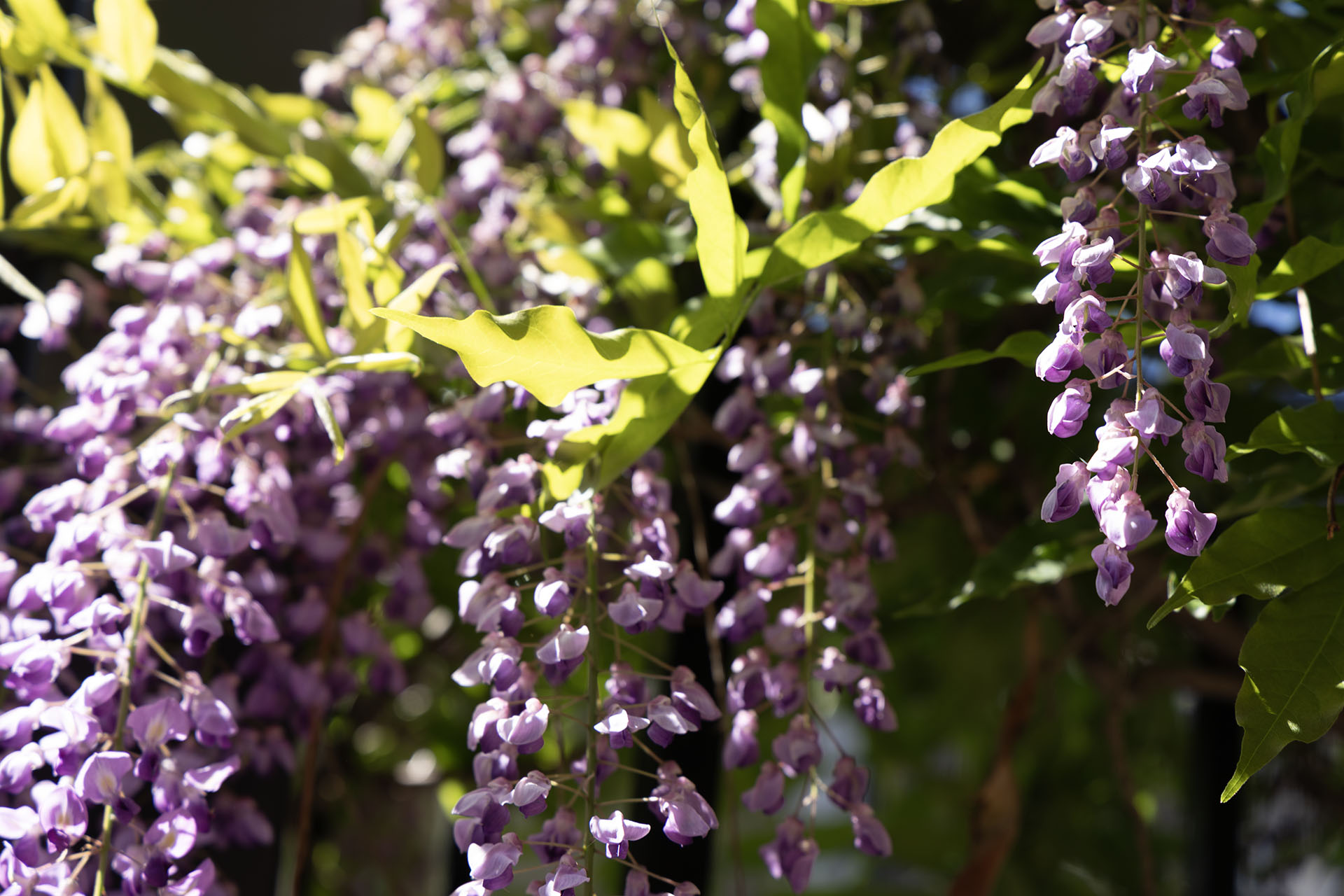 WindChime of Marin Outdoor Spaces