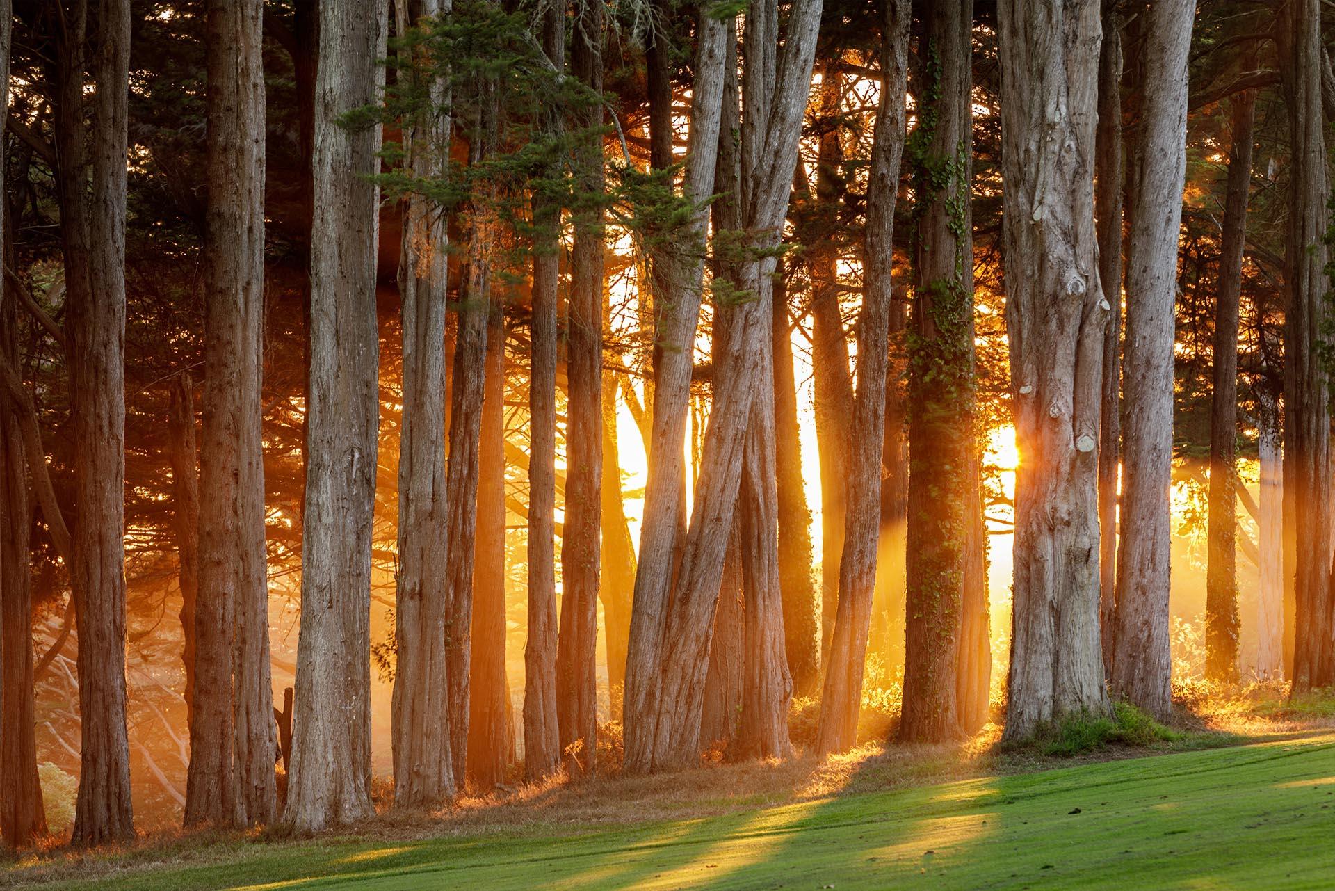 Eucalyptus Grove in Northern California