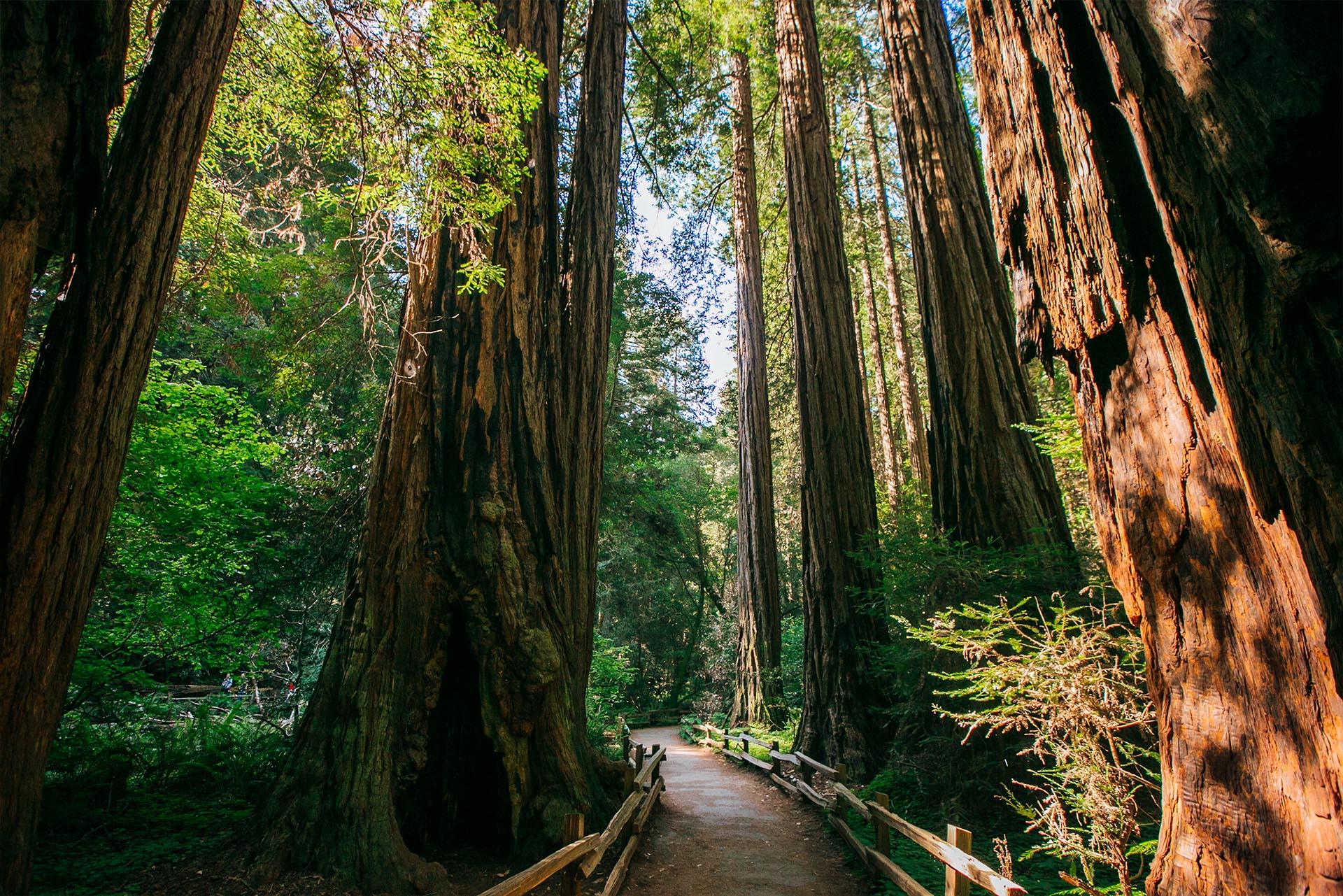 Redwood forest, Marin County, CA