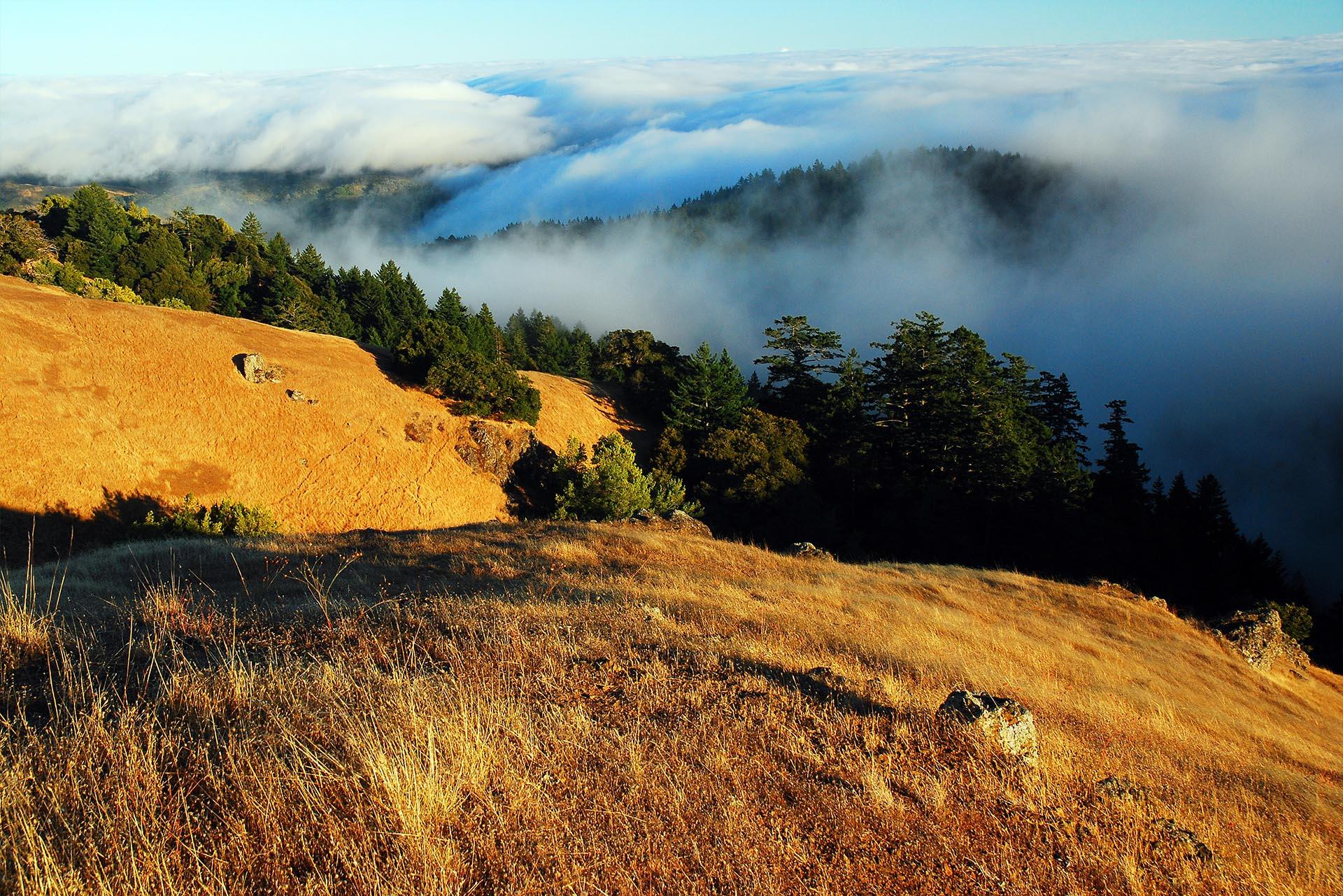 Coastal fog in Marin County, California