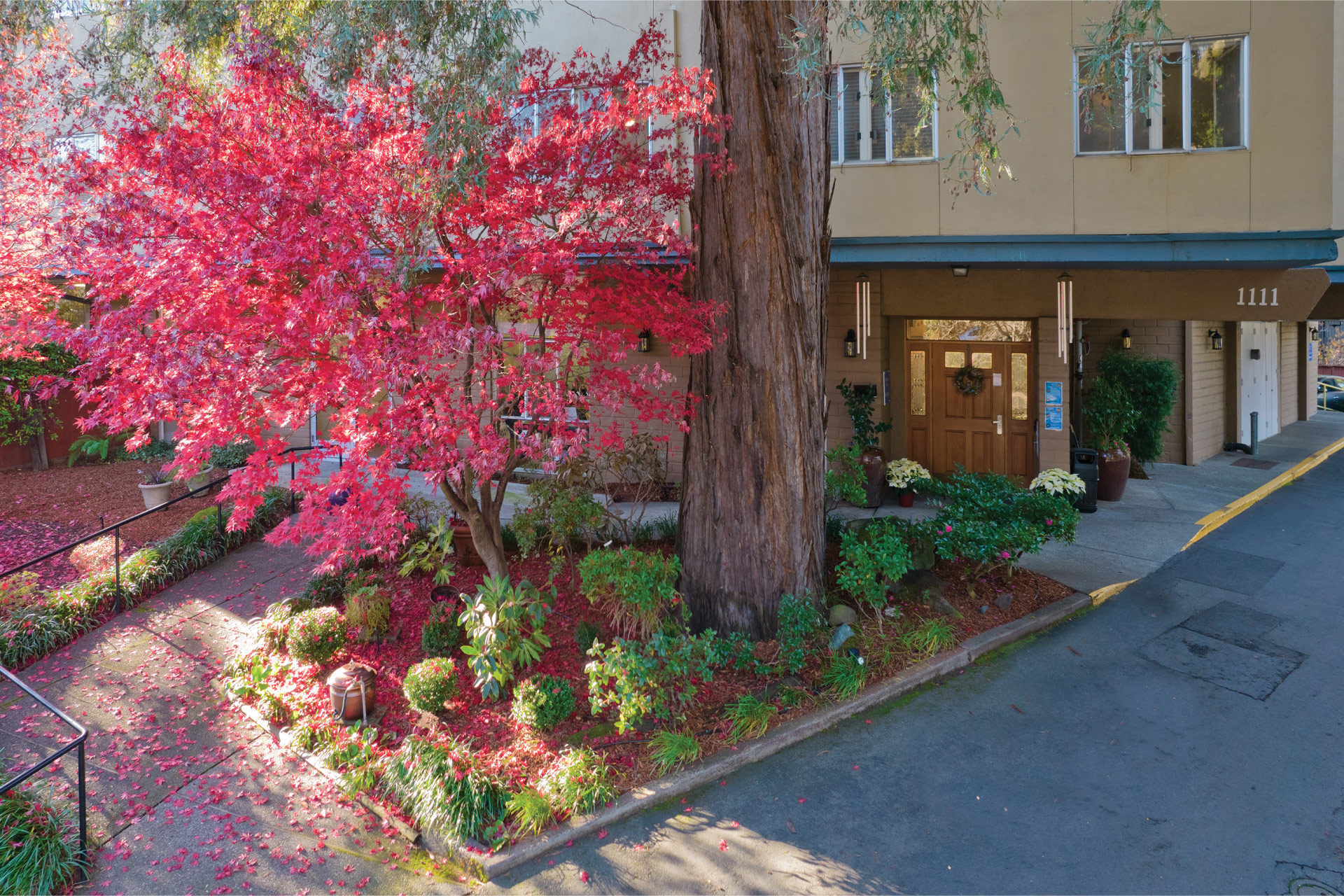 Red tree on patio