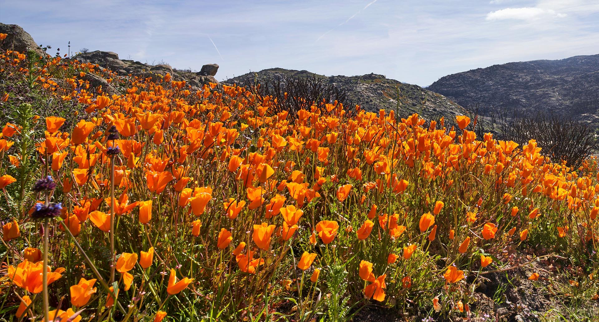 California poppies