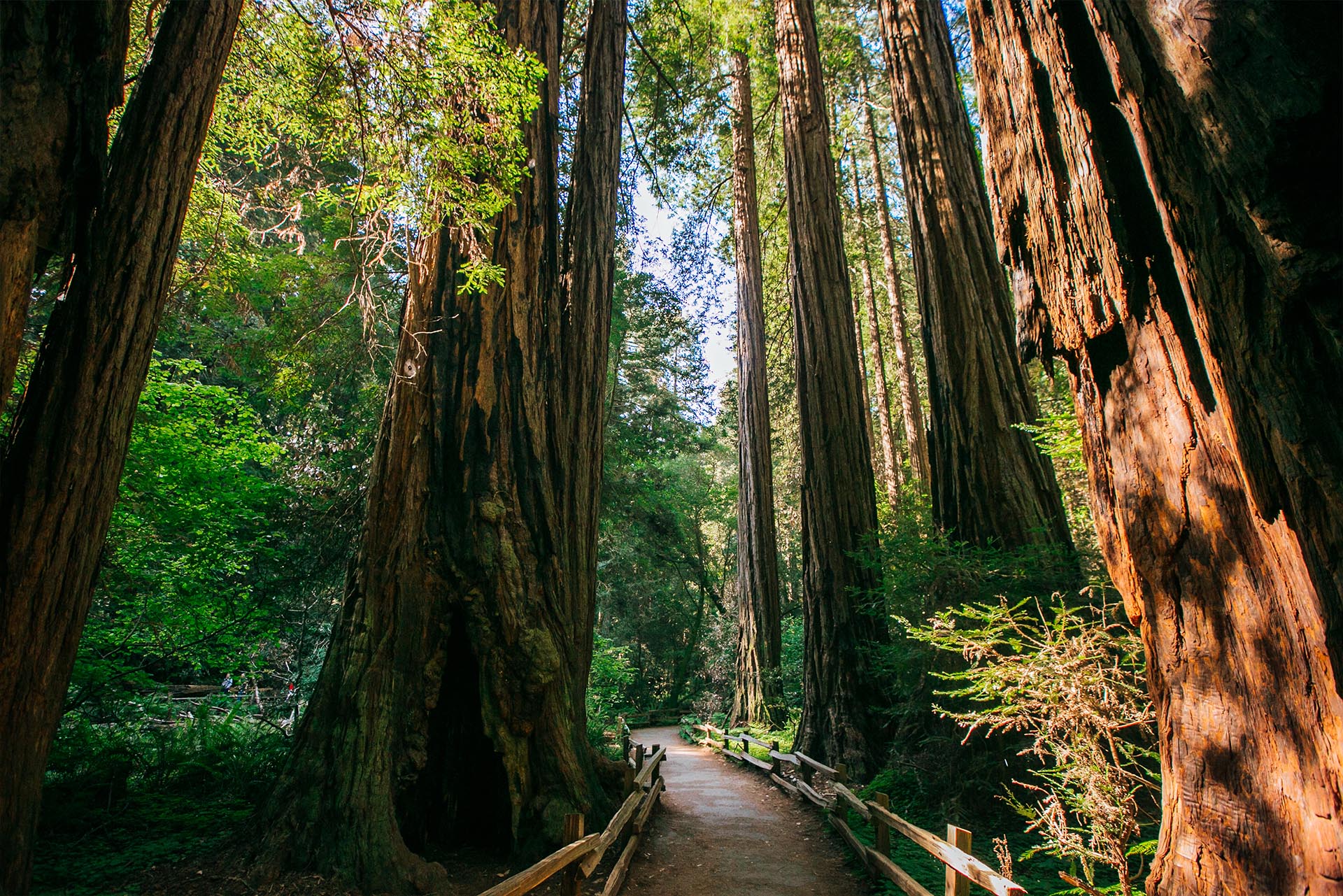 Redwood forest