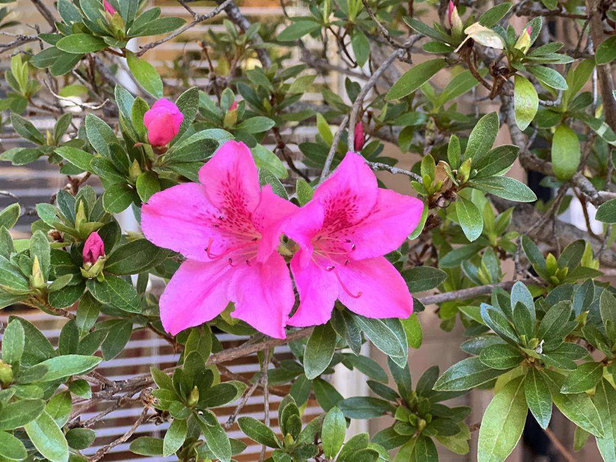 Pink flowers