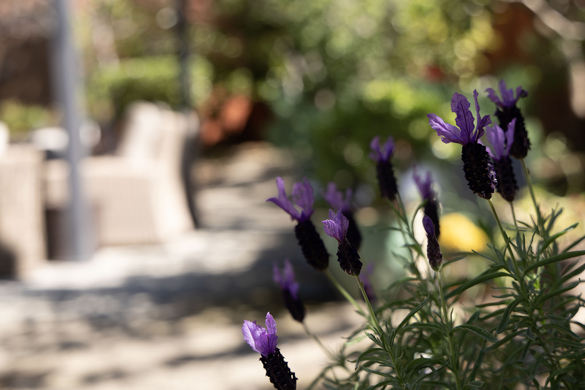 Patio view at WindChime of Marin