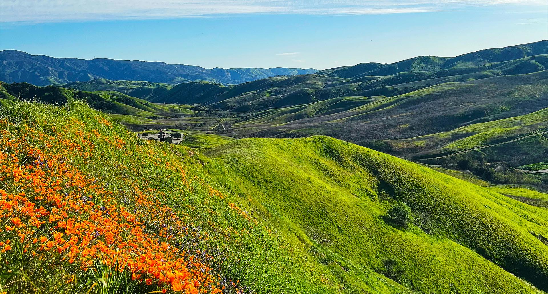 Poppy covered northern CA hills