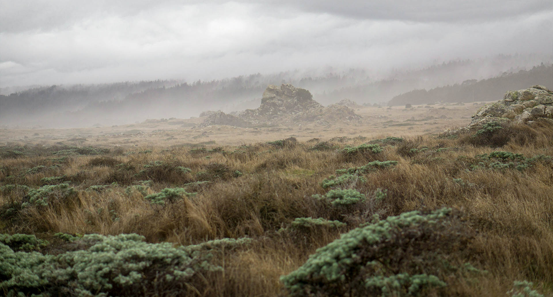 Coastal Fog