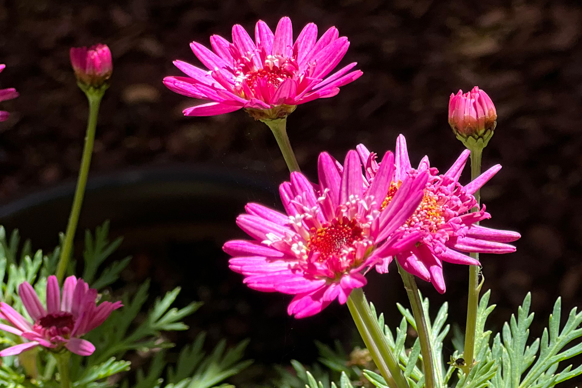 Pink daisies