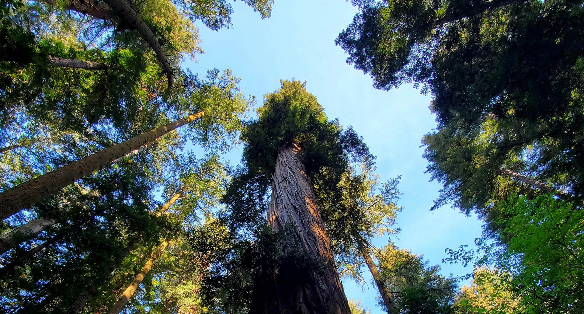 Redwood trees