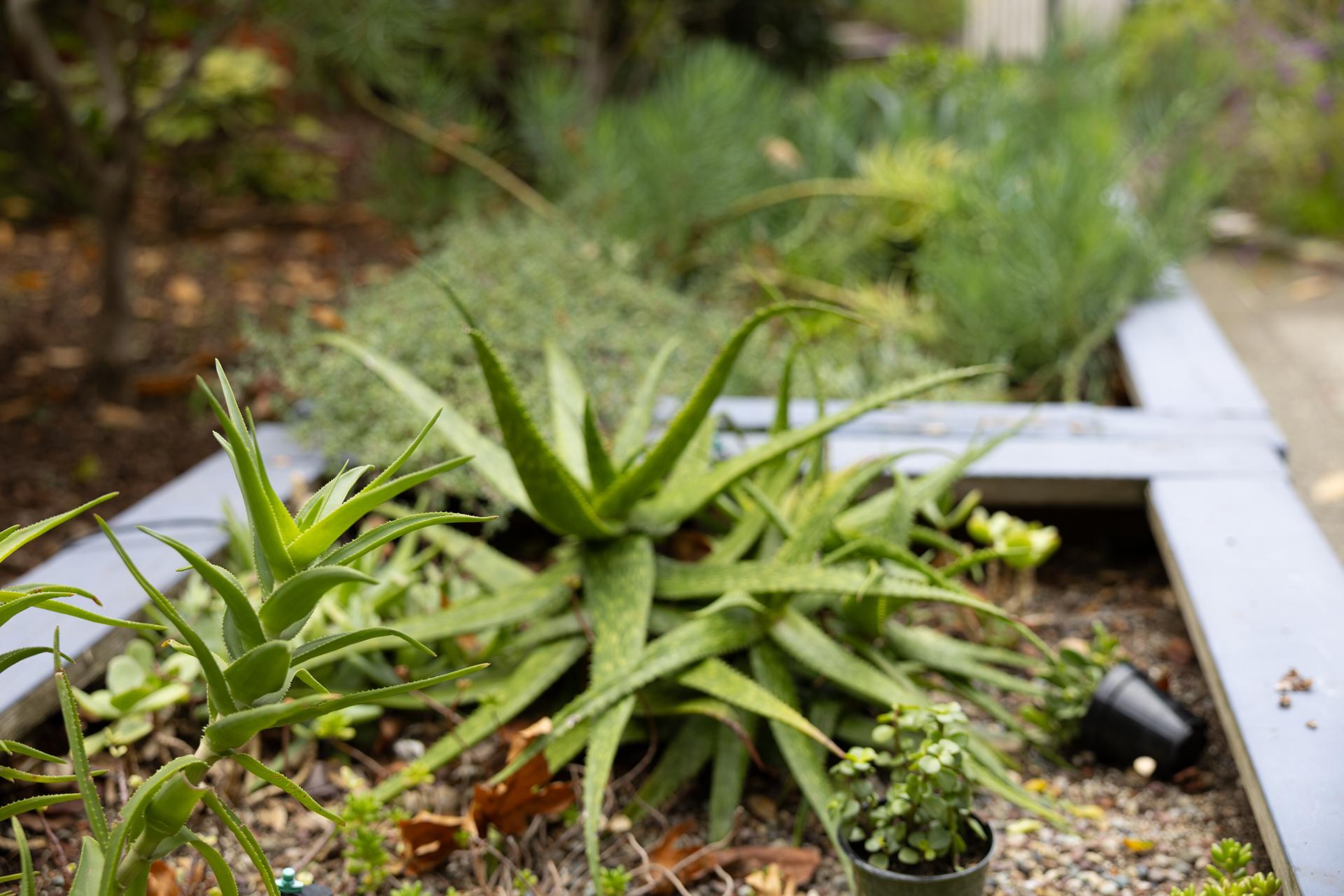 The WindChime Grounds (Fall) Image #9