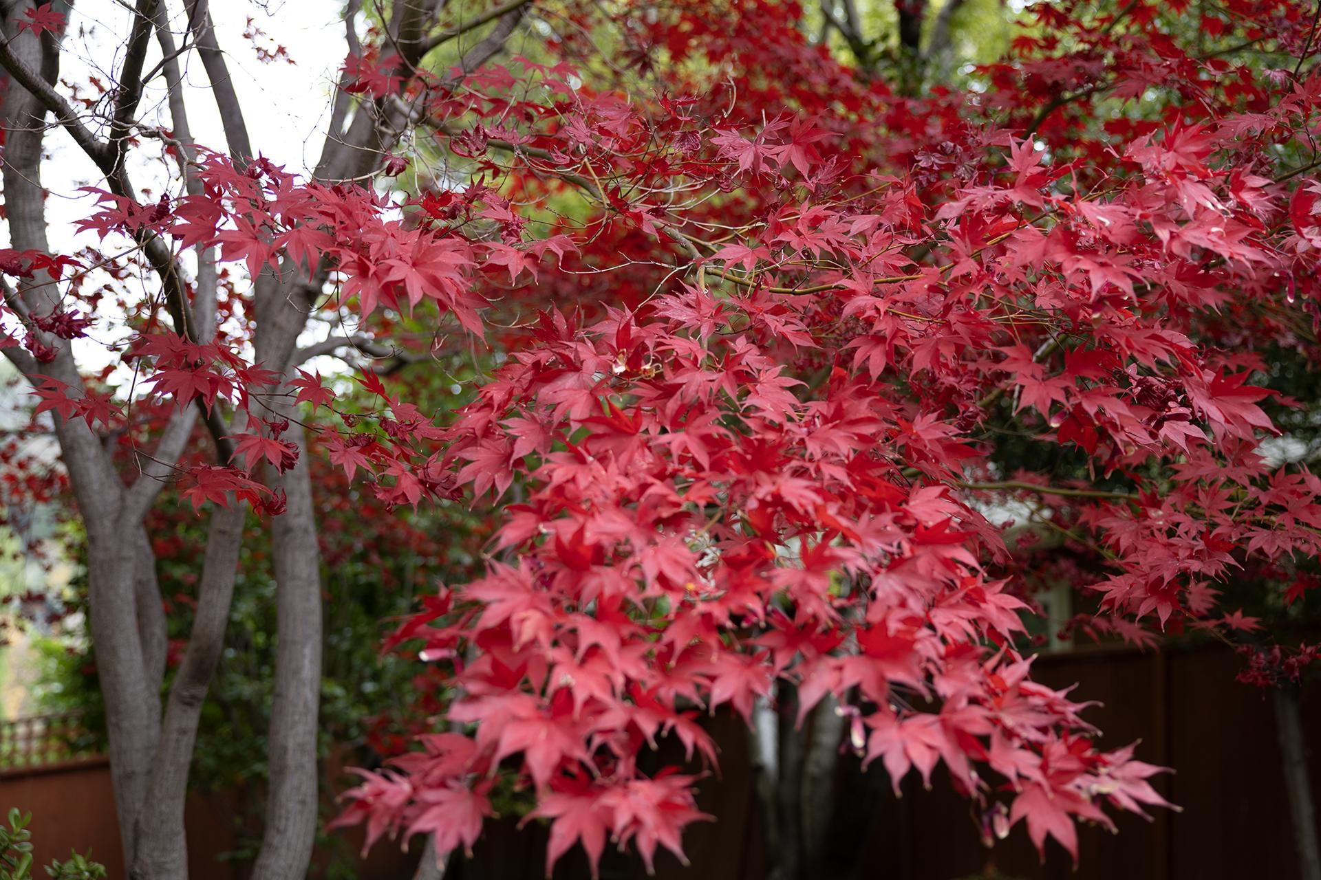 The WindChime Grounds (Fall) Image #3