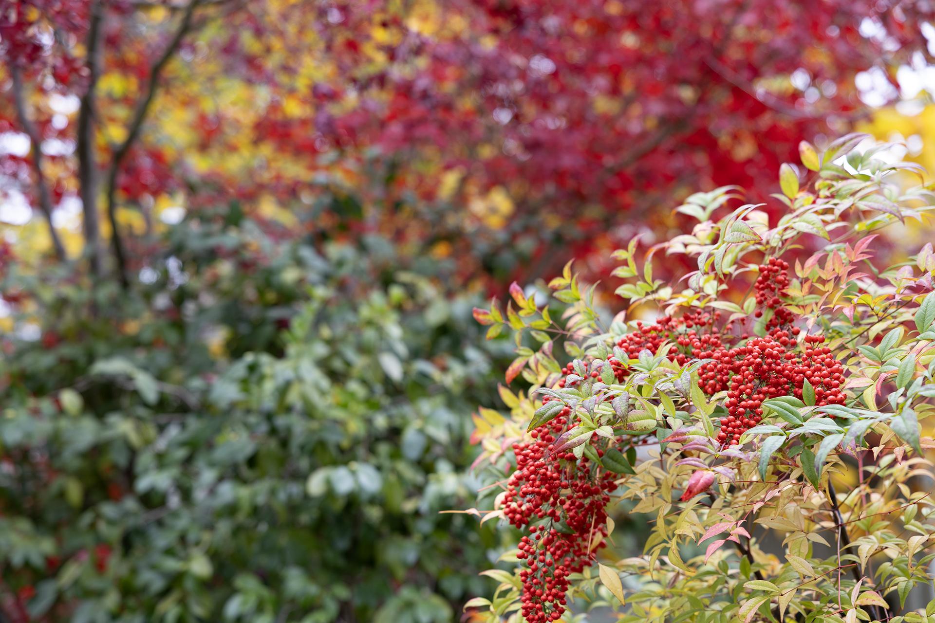 The WindChime Grounds (Fall) Image #12
