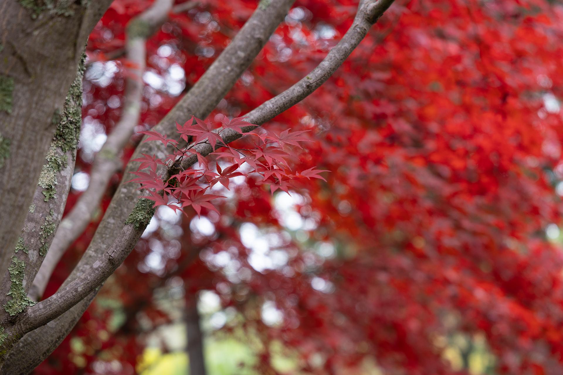The WindChime Grounds (Fall) Image #4