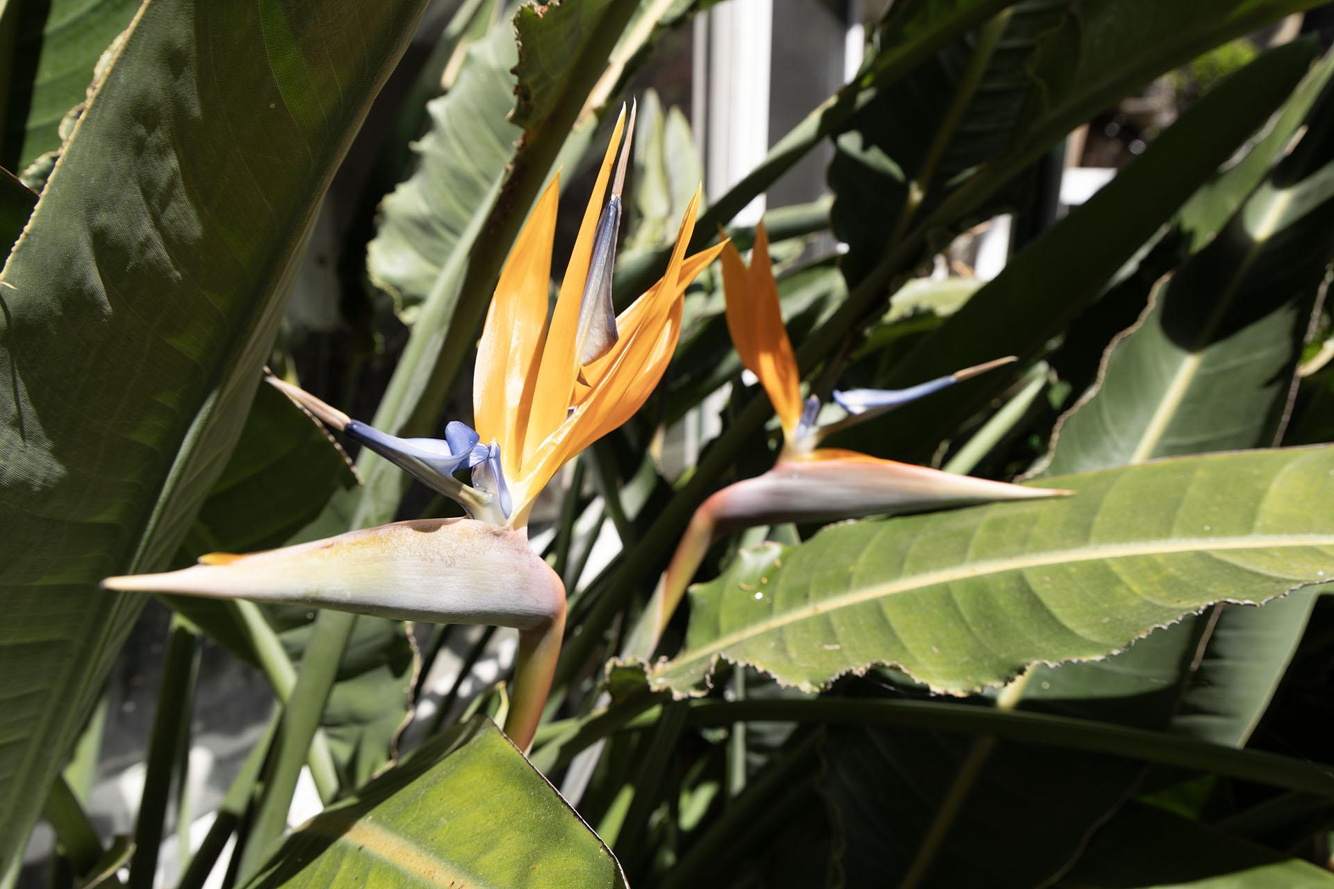 Birds of paradise