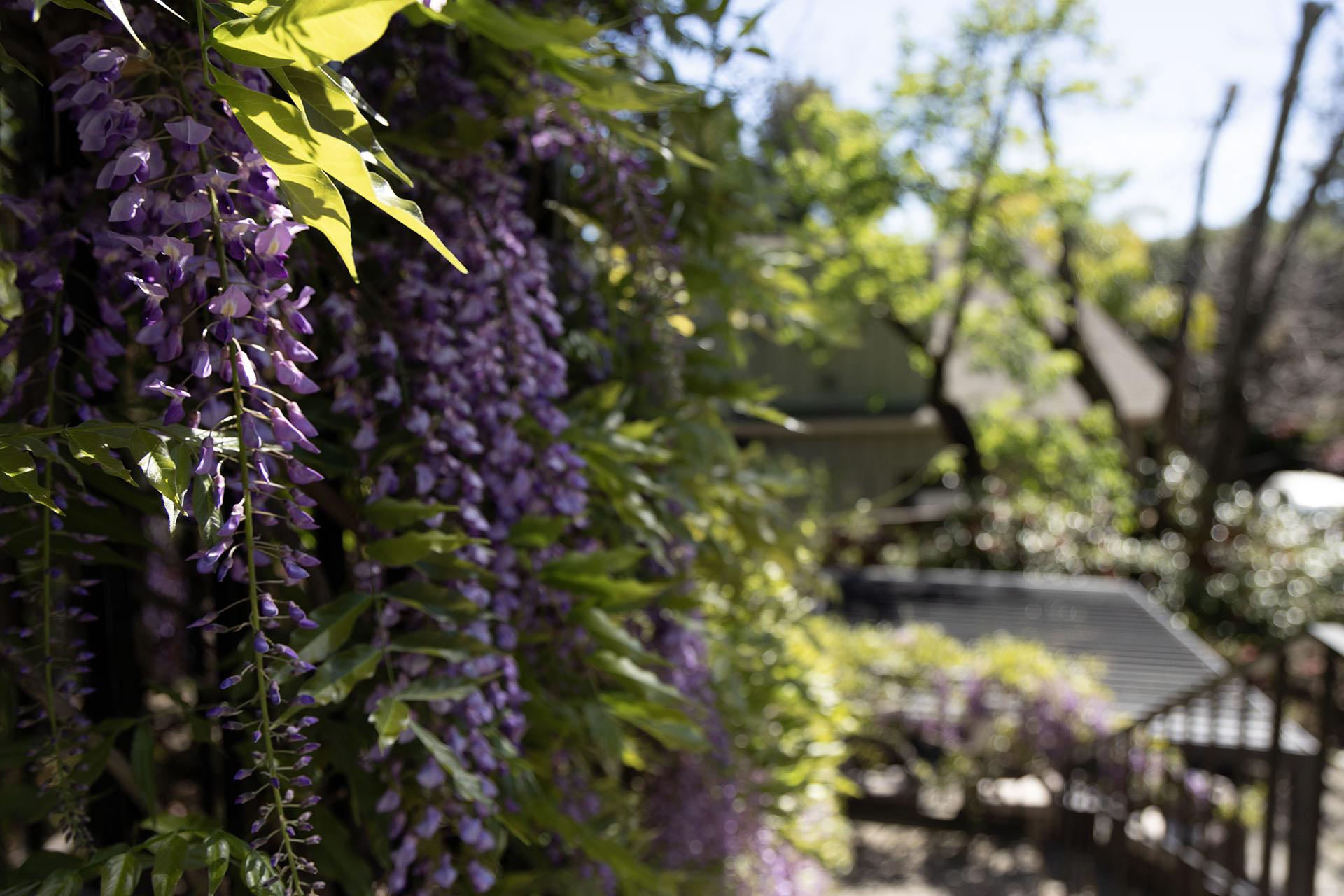 Climbing wisteria close up #2