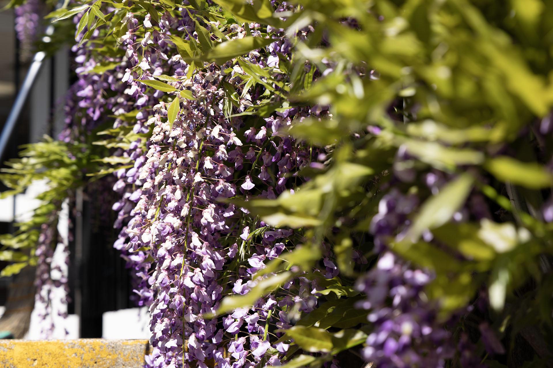 Climbing wisteria close up