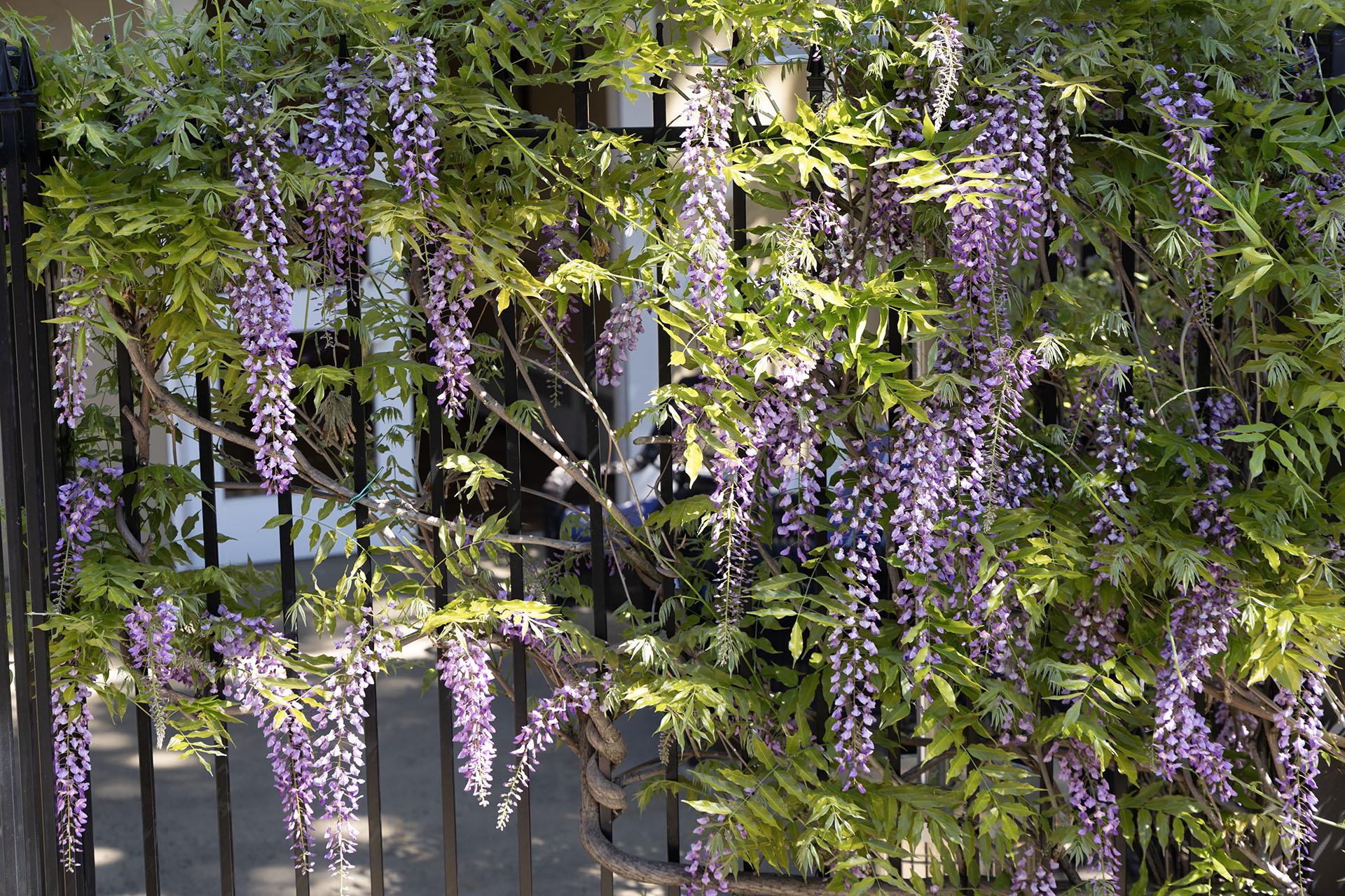 Climbing wisteria on fence
