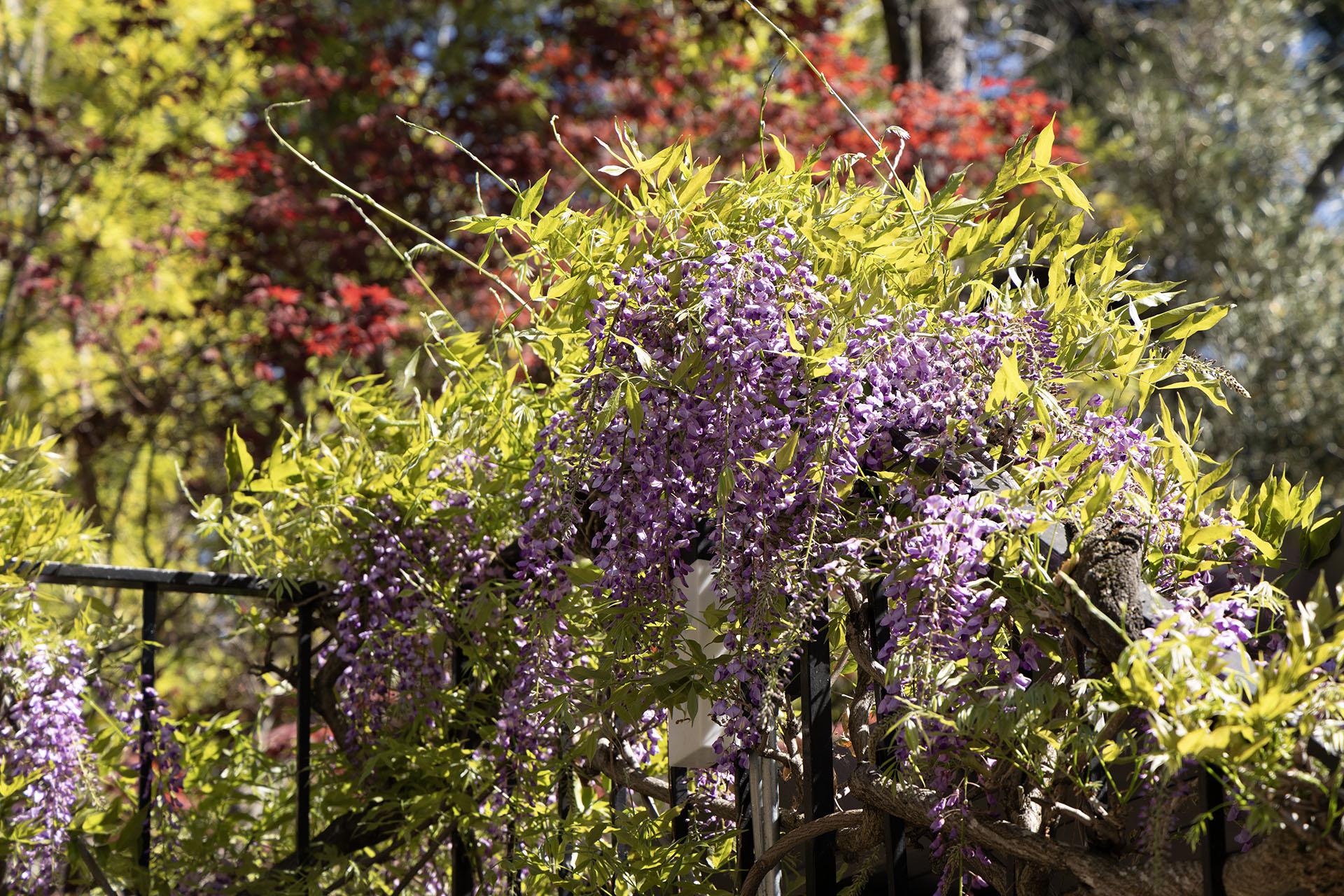 Climbing wisteria on railing