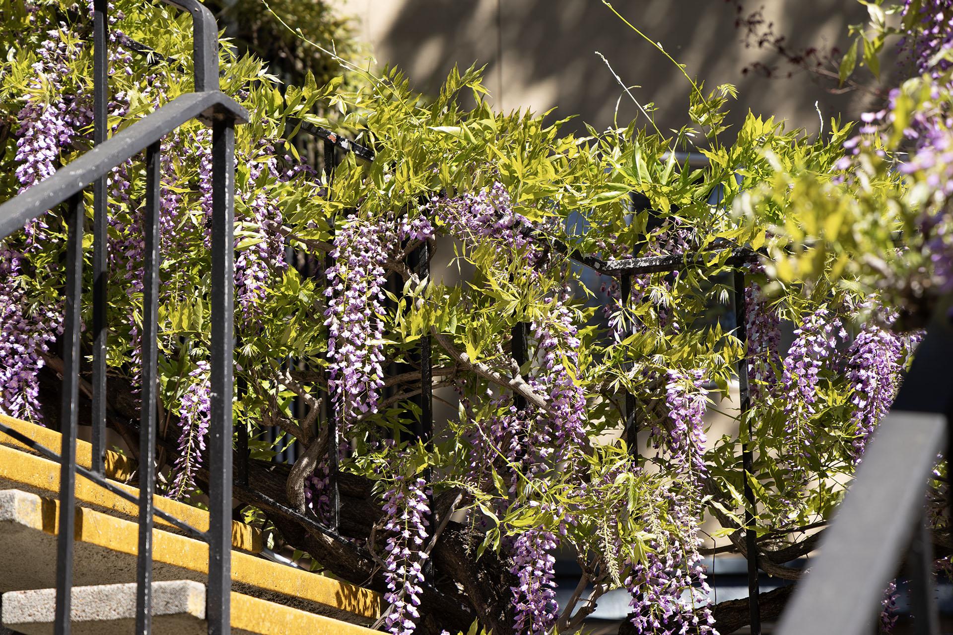 Climbing wisteria near stairs