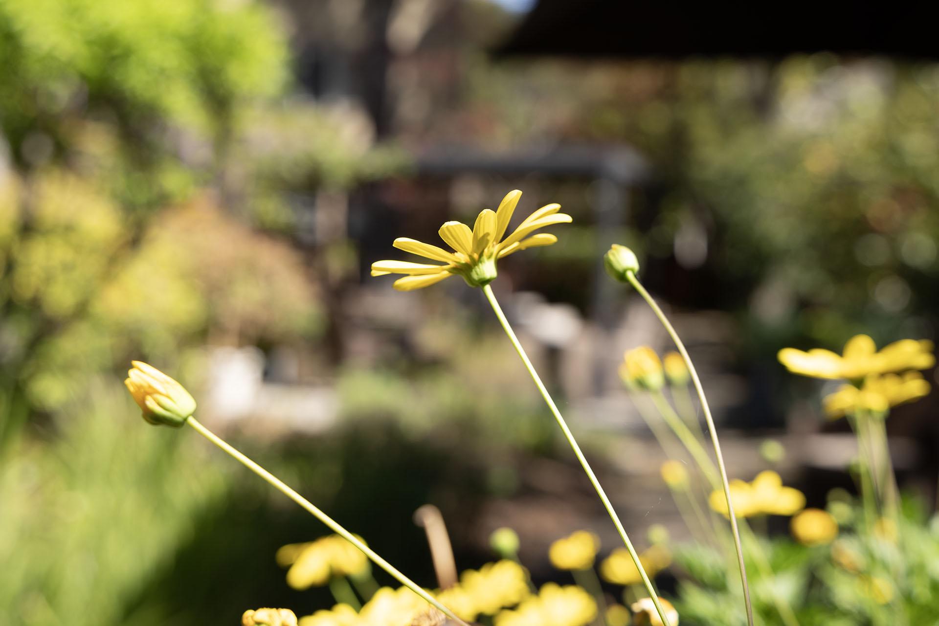 Daisy