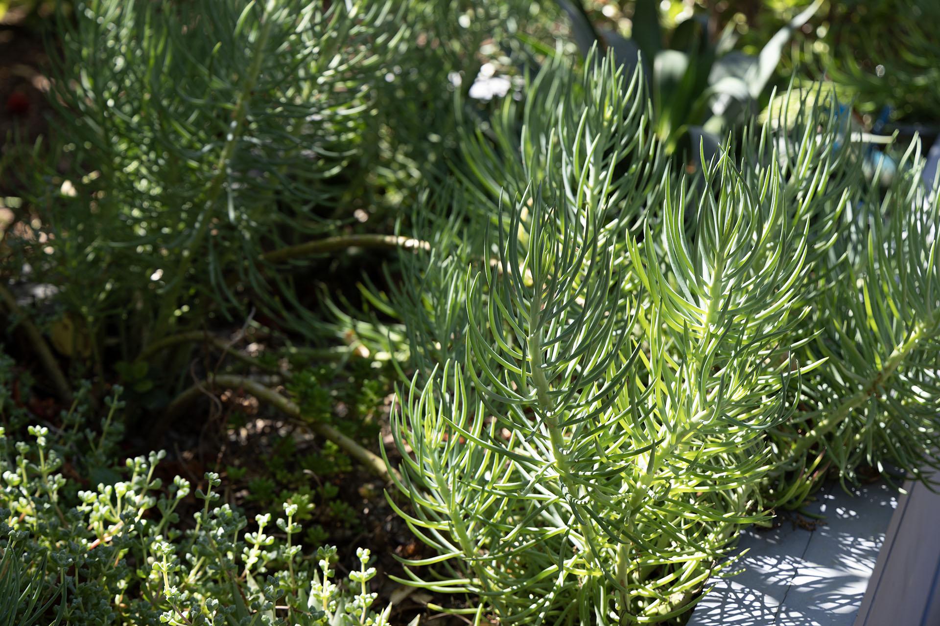 Green plants in garden