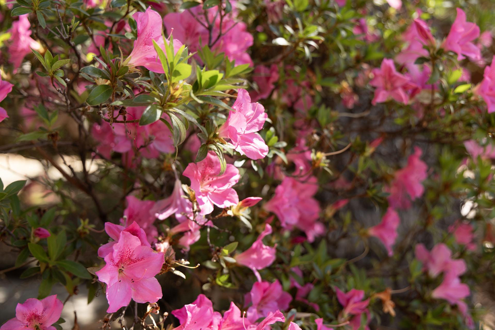 Pink flowers