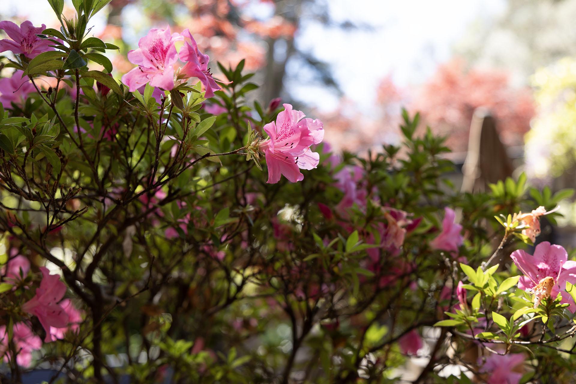 Pink flowers #2
