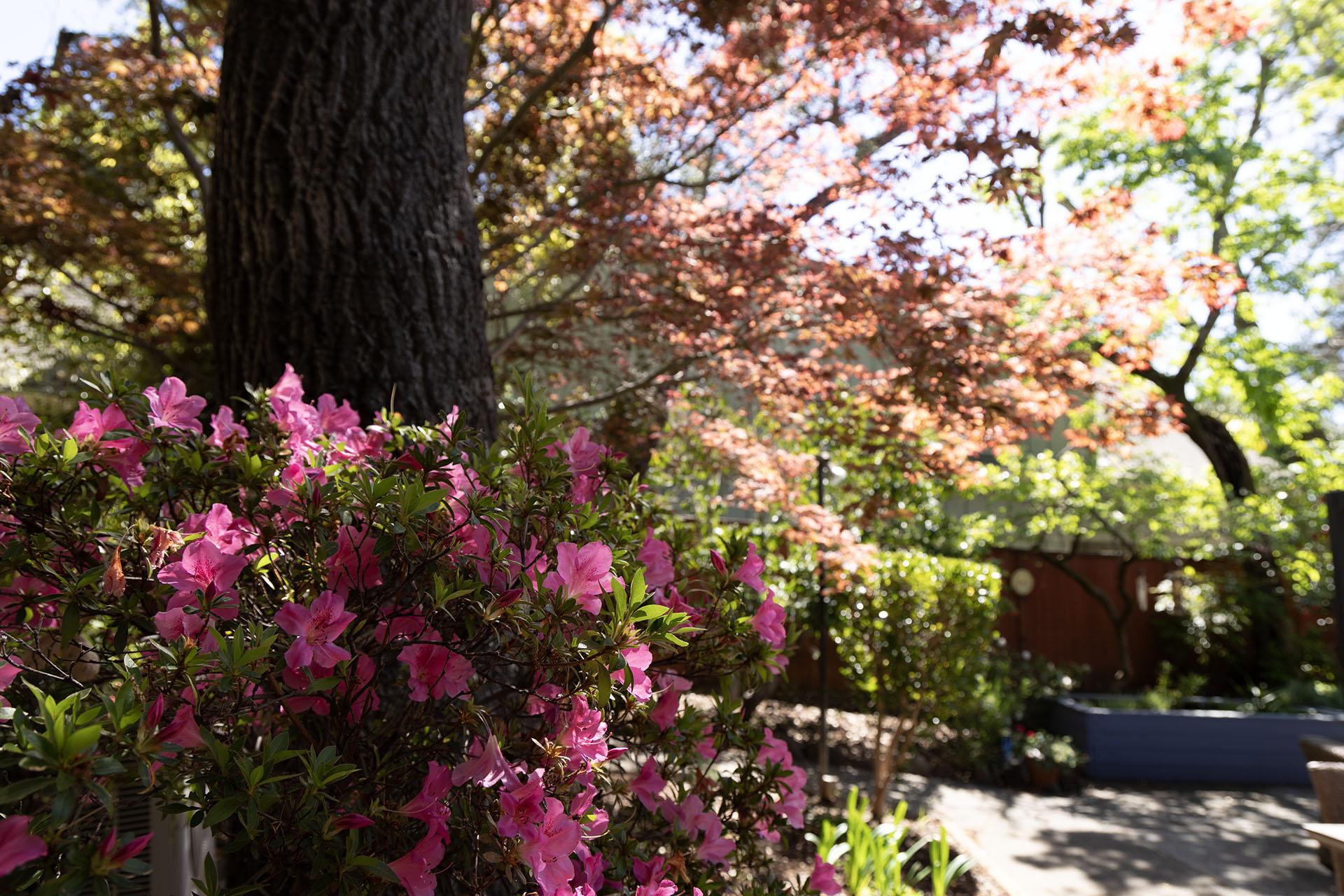 Garden yard