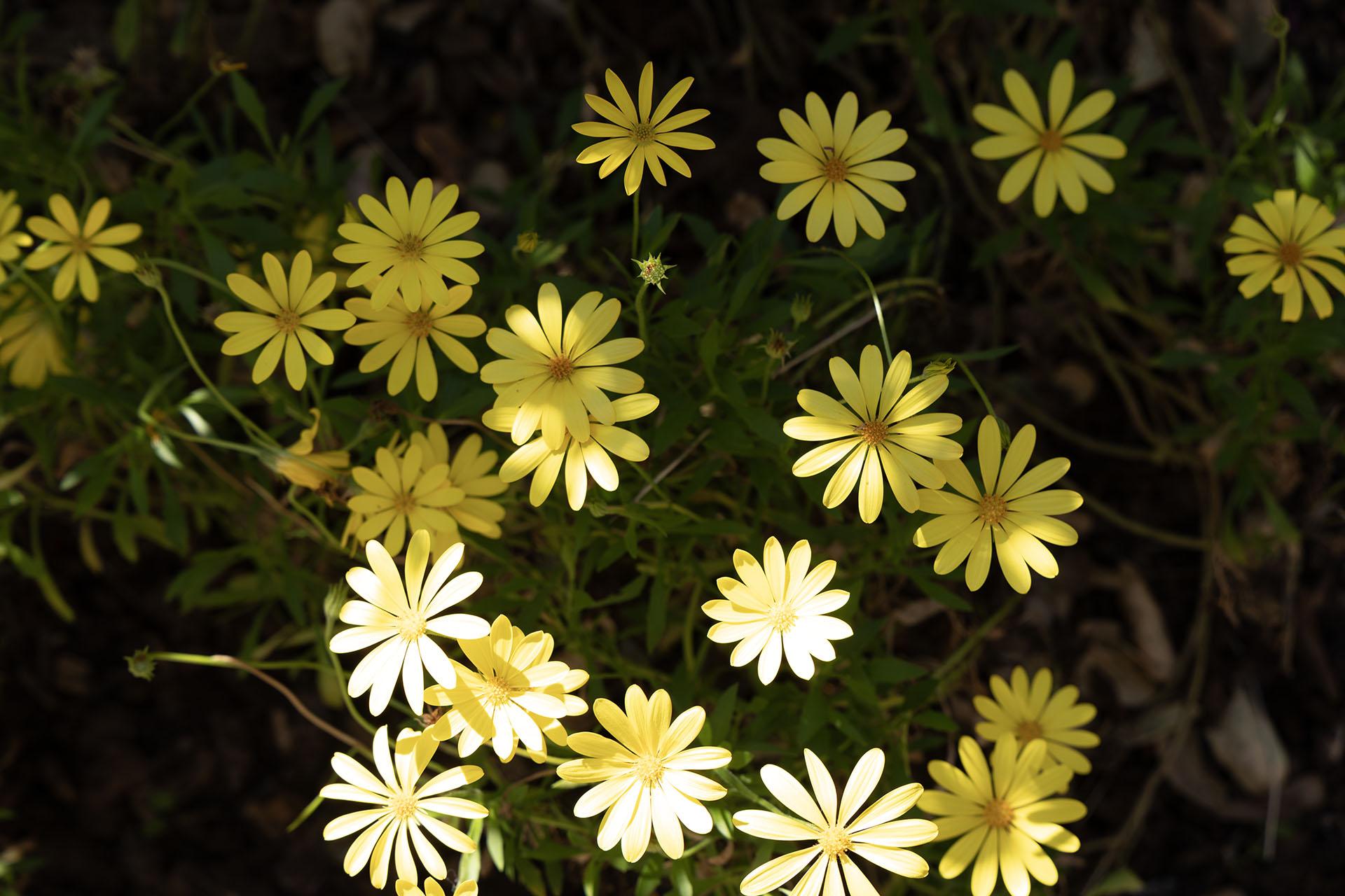 Yellow daisy flowers